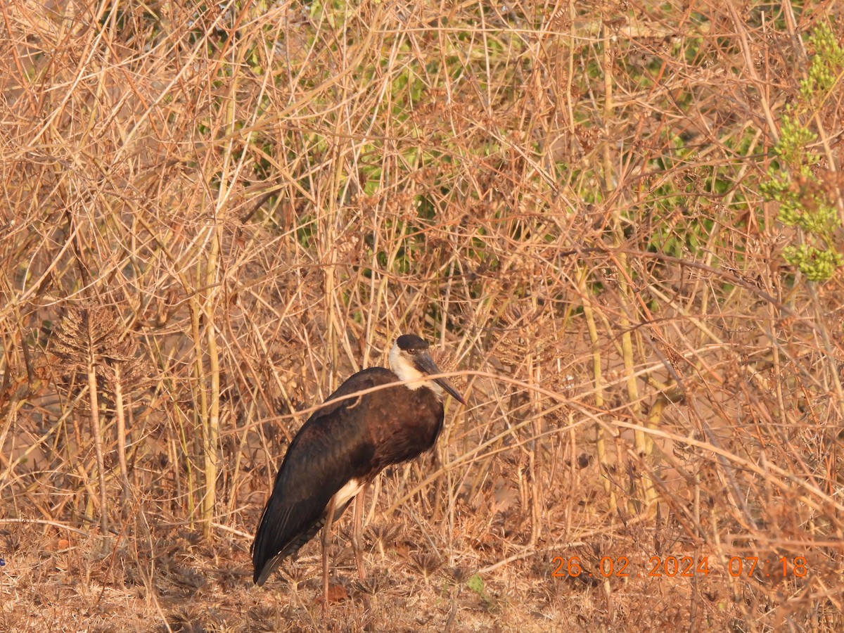 Asian Woolly-necked Stork - ML615570090