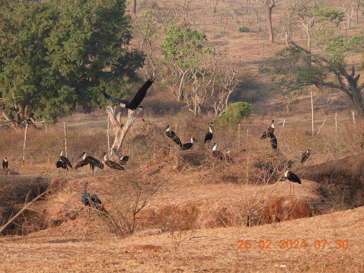 Asian Woolly-necked Stork - ML615570096