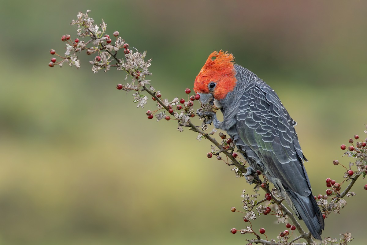 Gang-gang Cockatoo - ML615570109