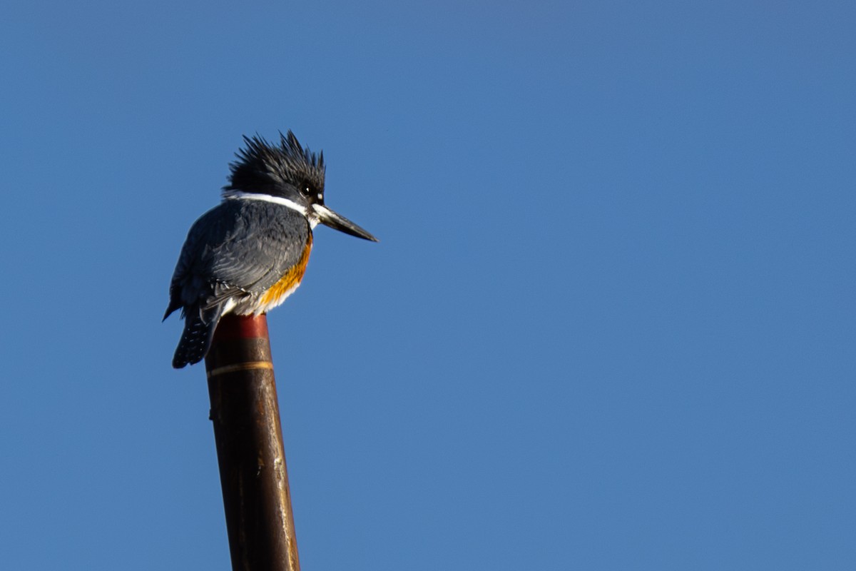 Belted Kingfisher - Roger Kohn