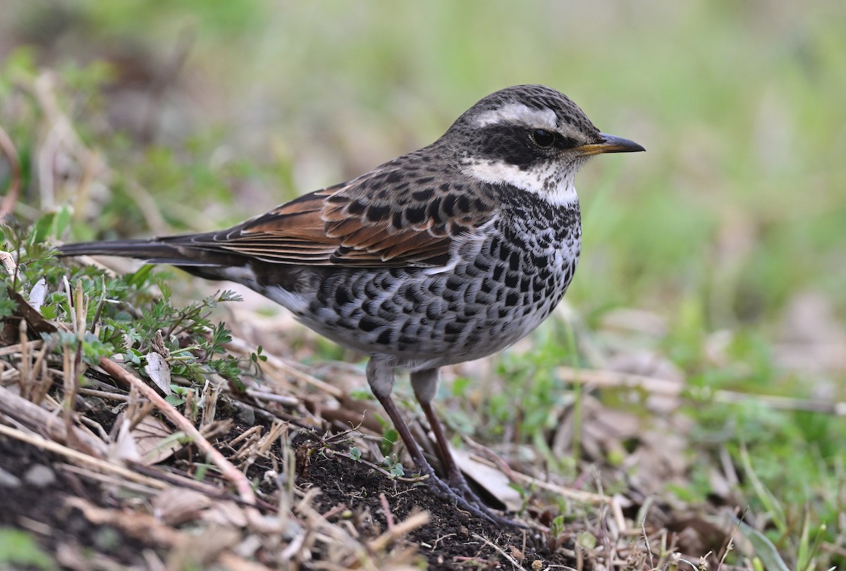 Dusky Thrush - ML615570123