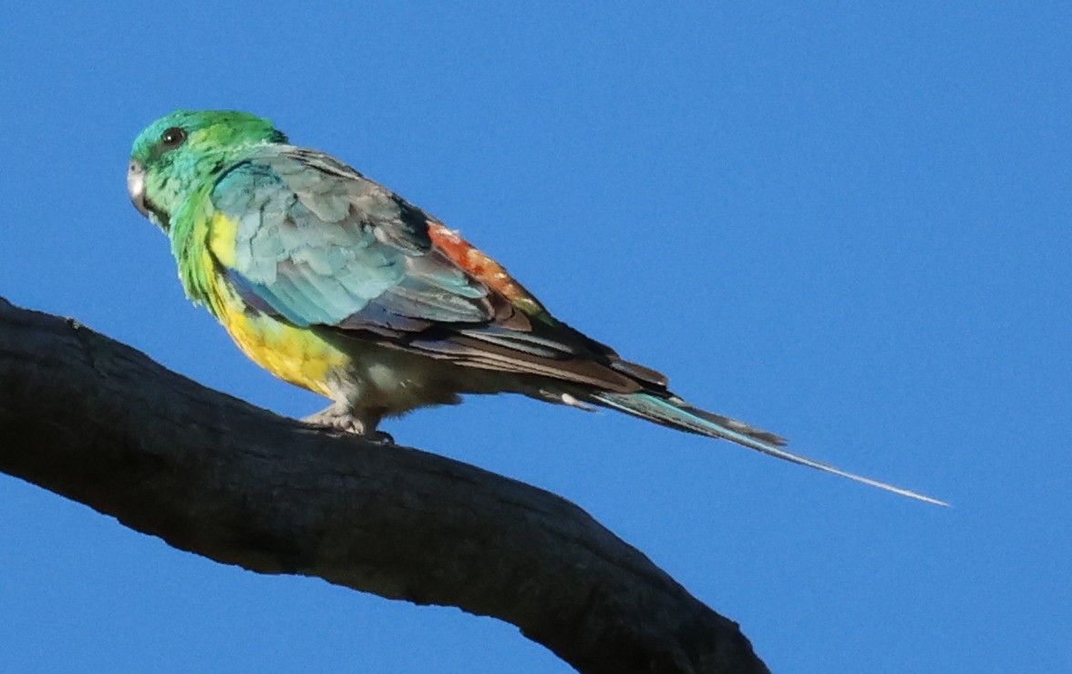 Red-rumped Parrot - ML615570135