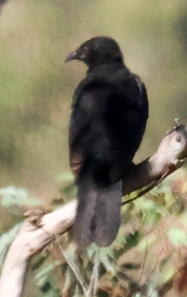 White-winged Chough - ML615570137