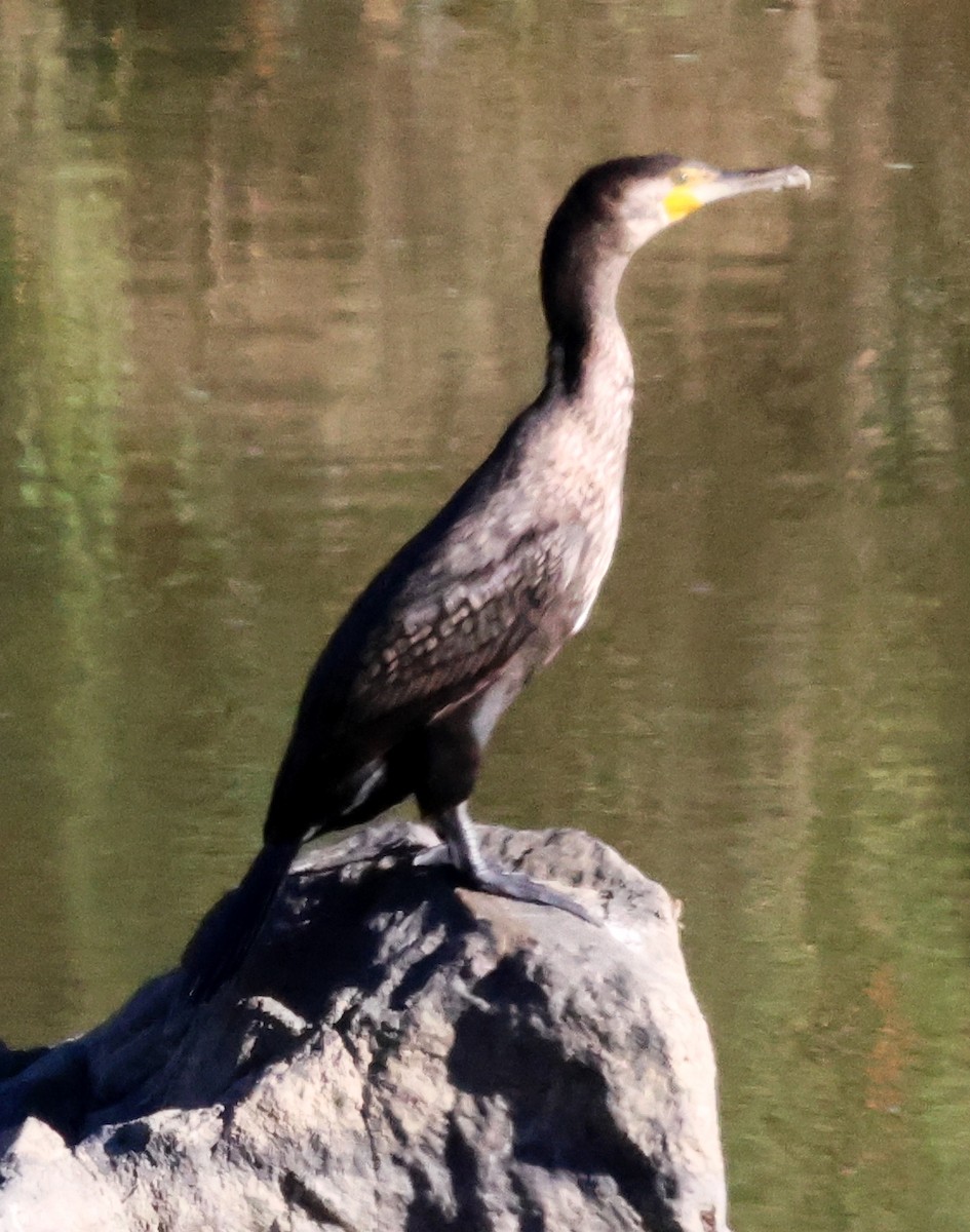 Great Cormorant - ML615570139