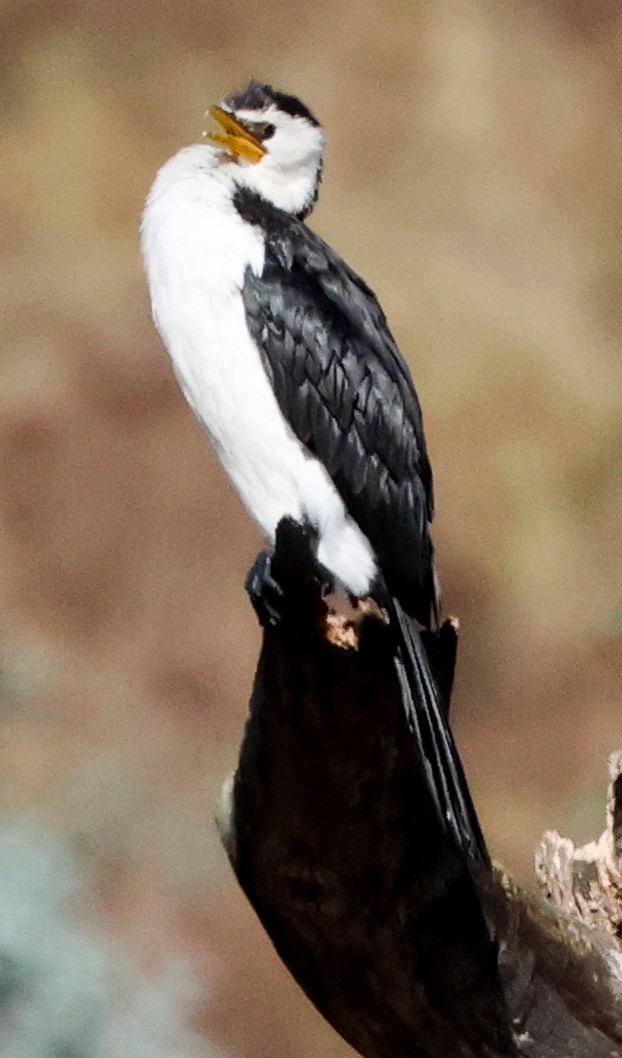 Little Pied Cormorant - ML615570140