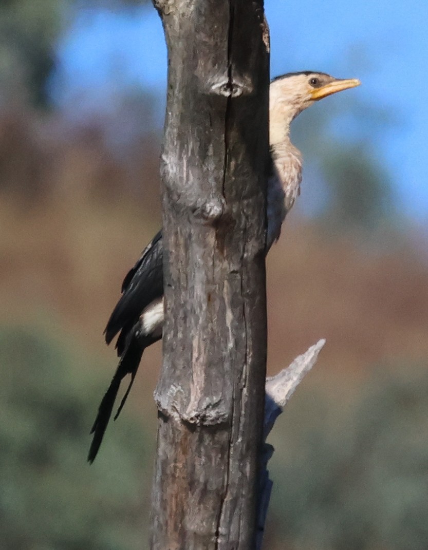 Little Pied Cormorant - ML615570141