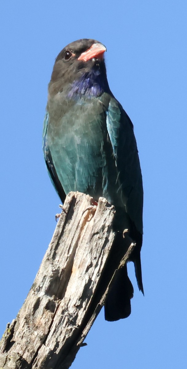 Dollarbird - ML615570144