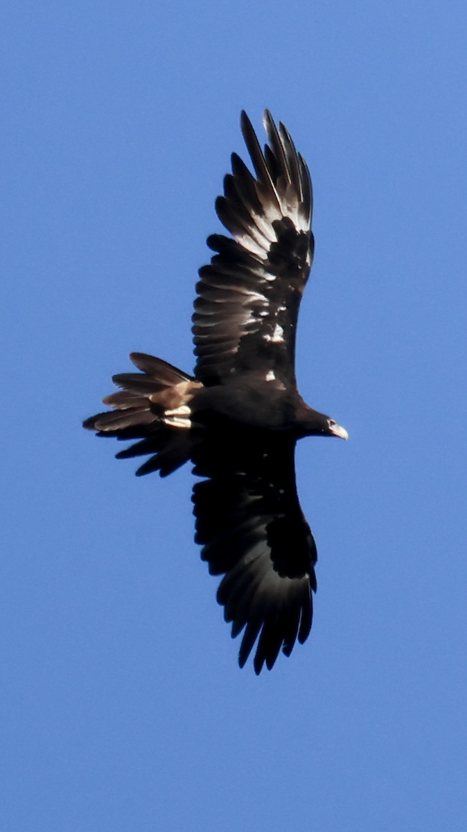 Wedge-tailed Eagle - ML615570148