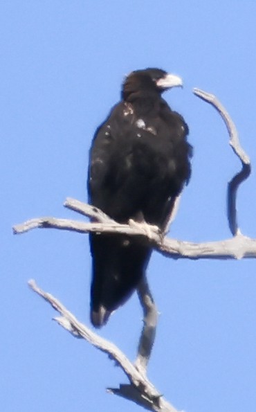 Wedge-tailed Eagle - ML615570149