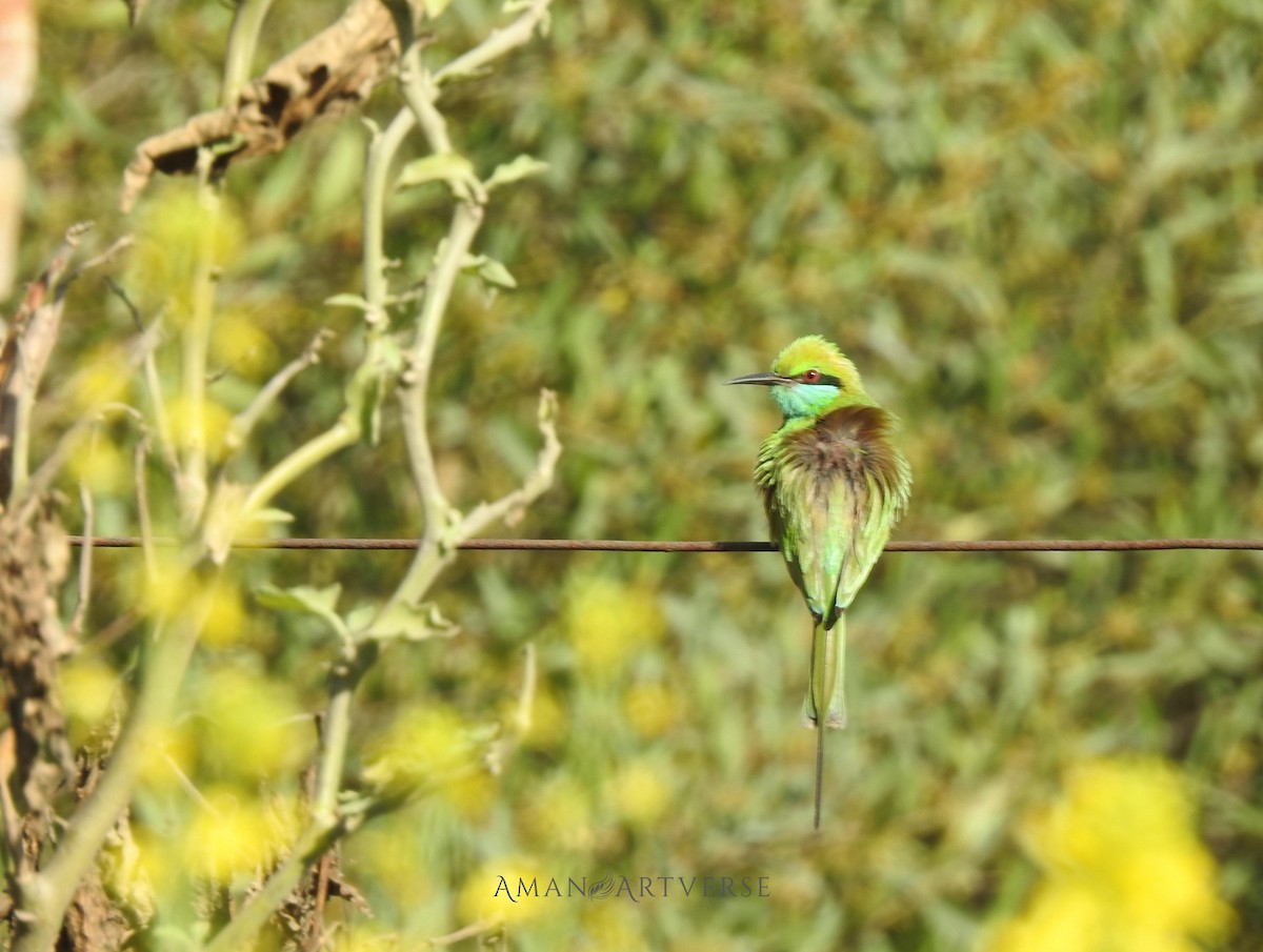Asian Green Bee-eater - ML615570152