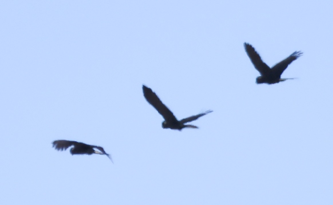 Yellow-tailed Black-Cockatoo - ML615570154