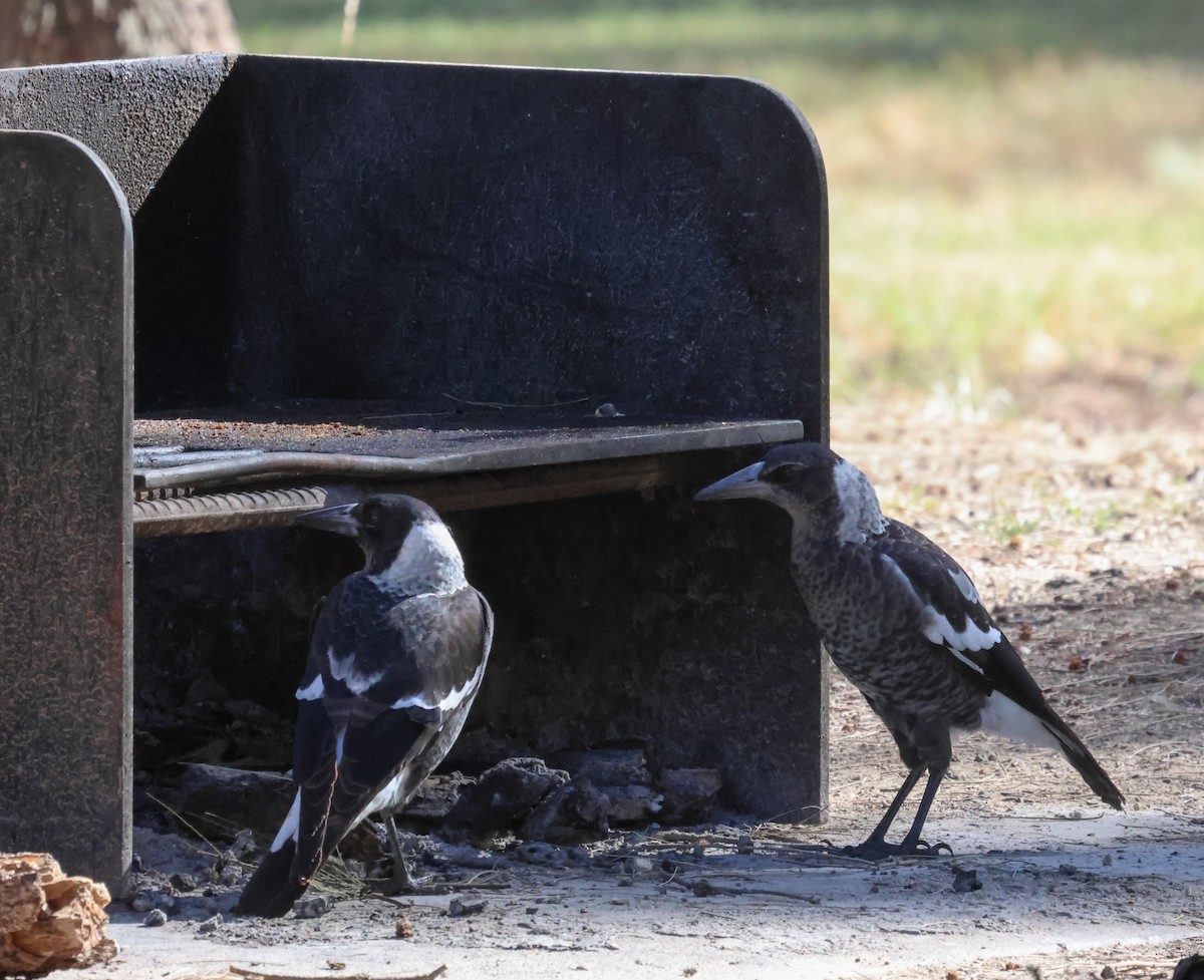 Australian Magpie - ML615570162