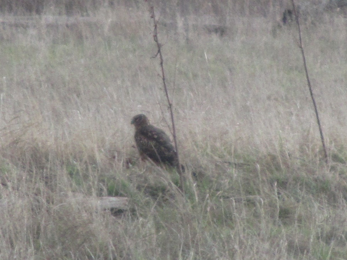 Northern Harrier - ML615570165