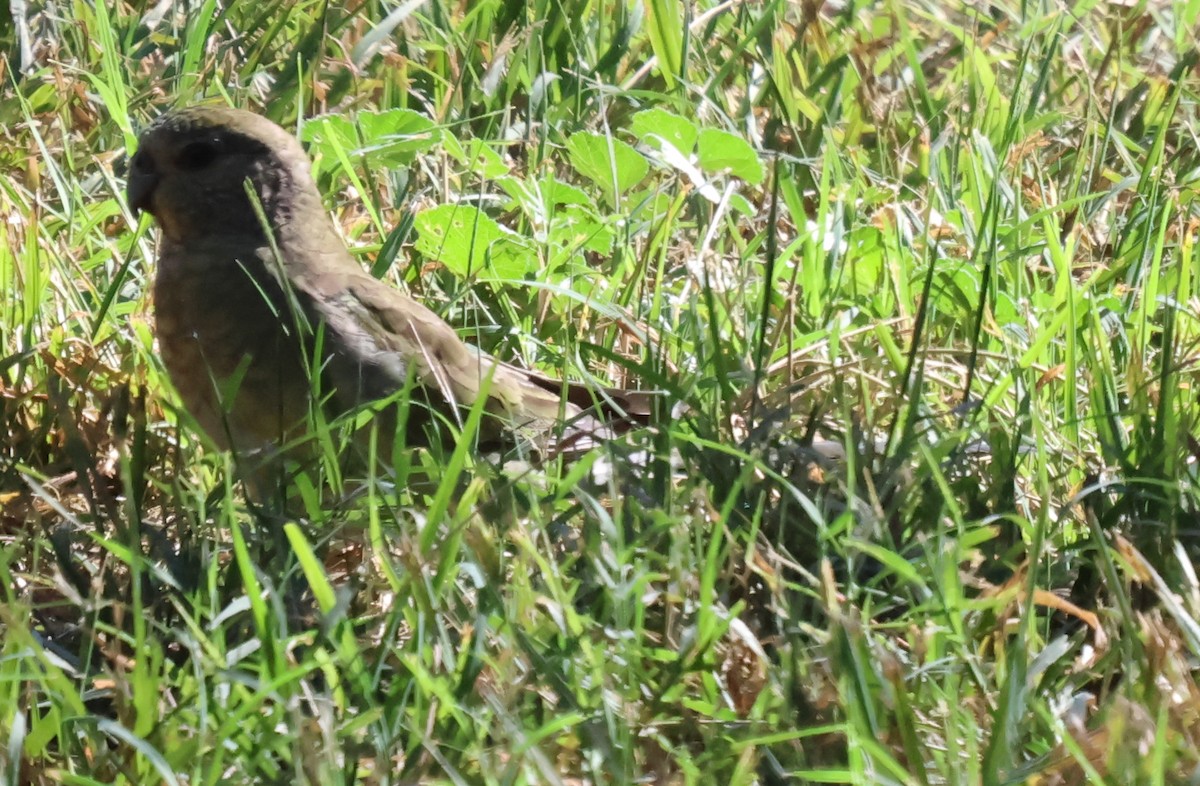 Red-rumped Parrot - ML615570166