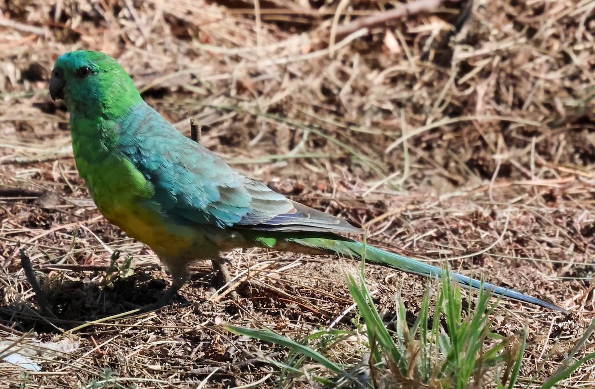 Red-rumped Parrot - ML615570167