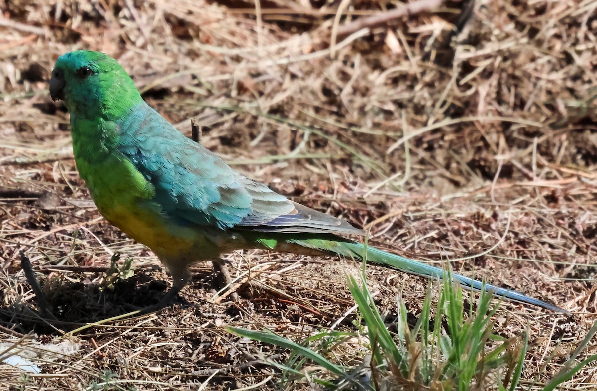 Perico Dorsirrojo - ML615570167