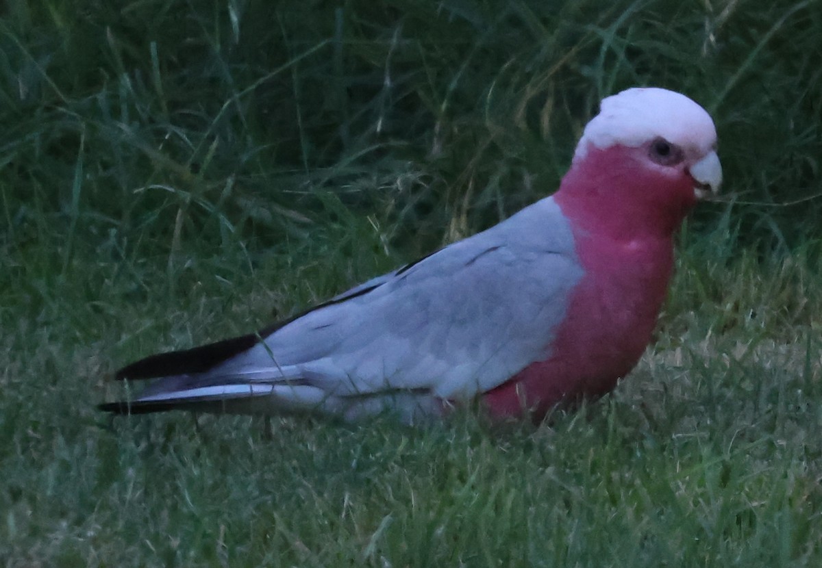 Cacatúa Galah - ML615570168