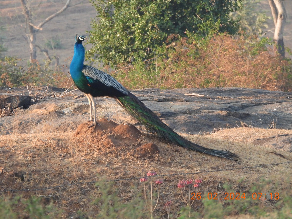 Indian Peafowl - Muralidharan S