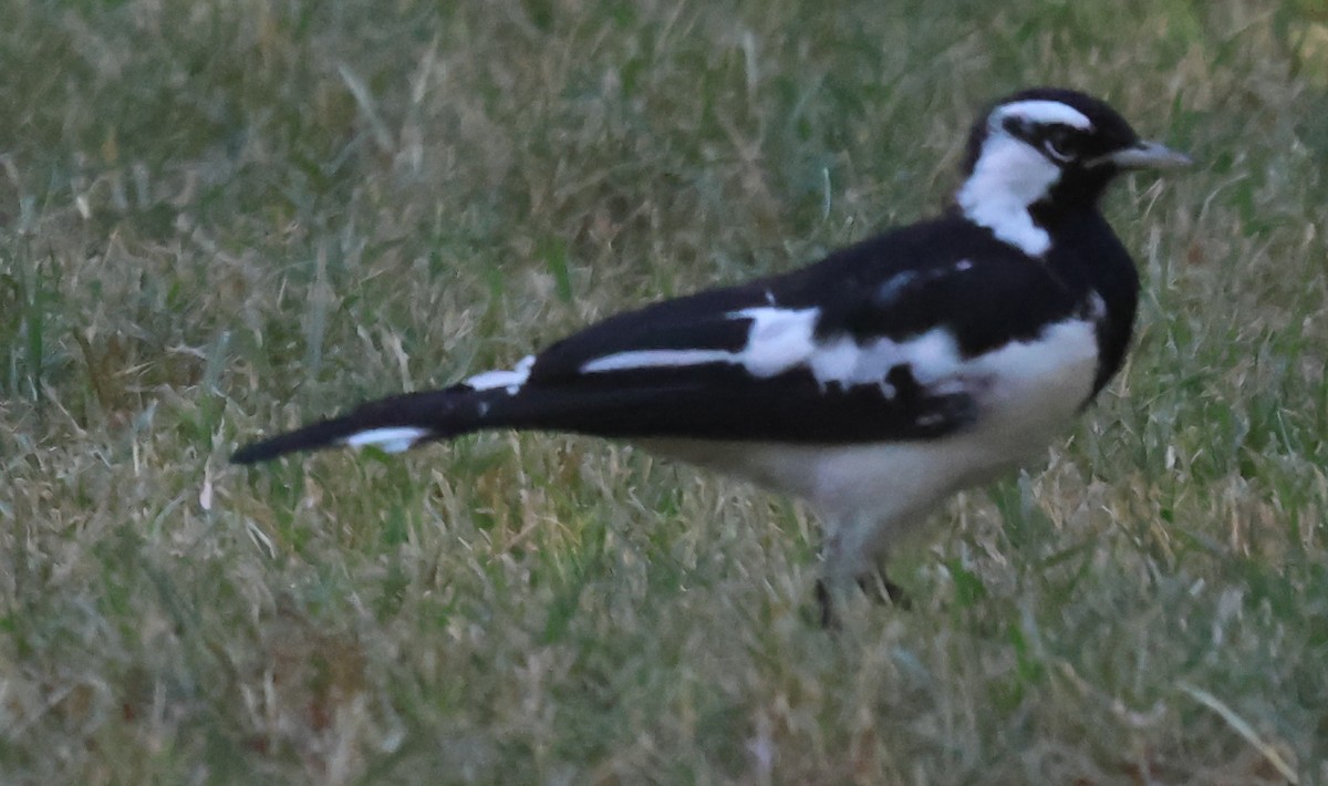 Magpie-lark - John Brown