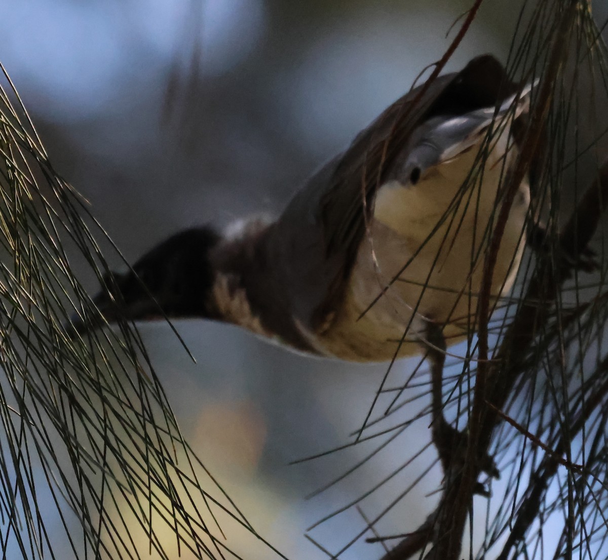 Noisy Friarbird - ML615570173