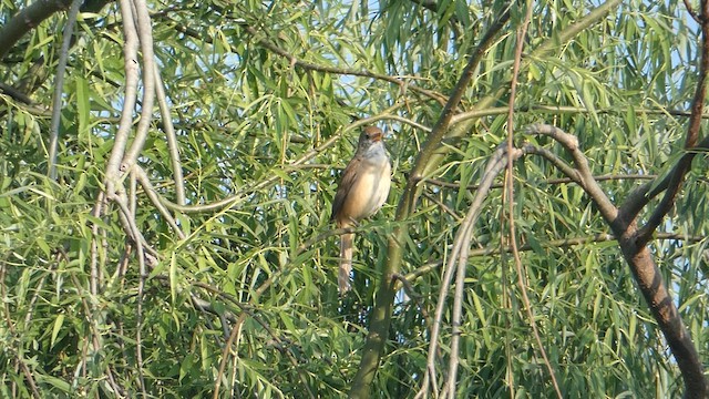 Thick-billed Warbler - ML615570185