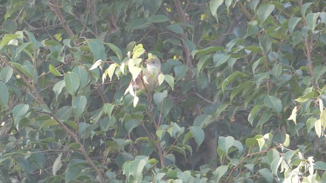 Thick-billed Warbler - ML615570191