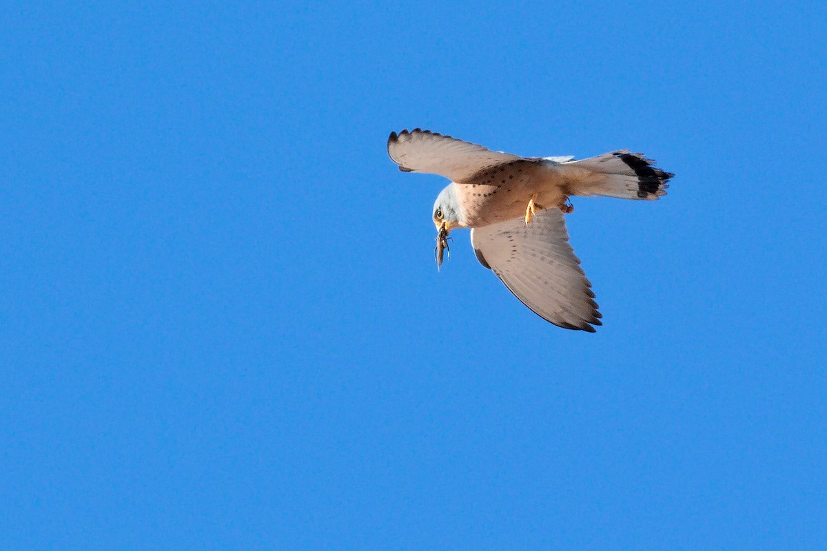 Lesser Kestrel - ML615570200