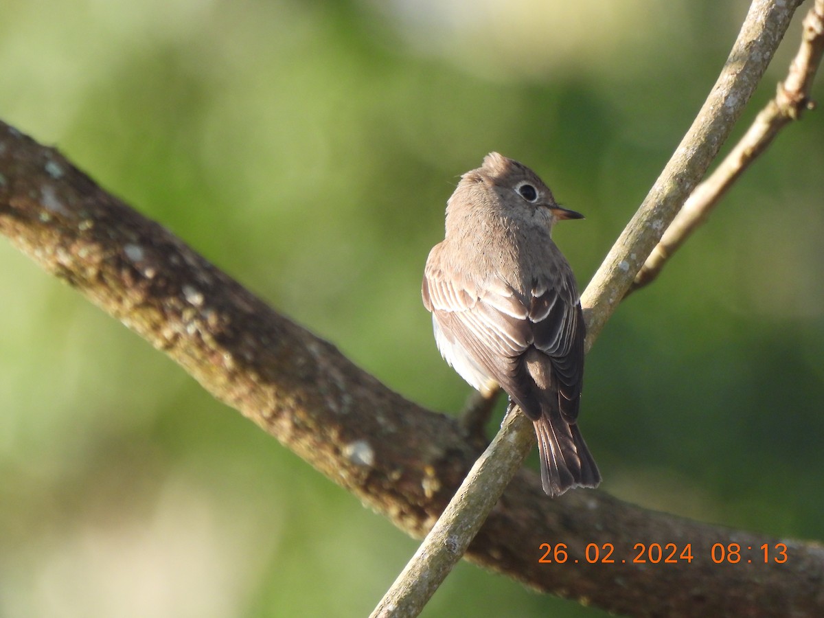 Asian Brown Flycatcher - ML615570220