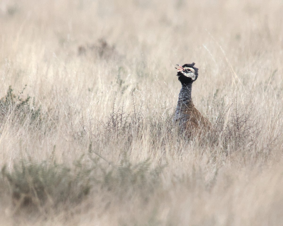 Blue Bustard - ML615570235