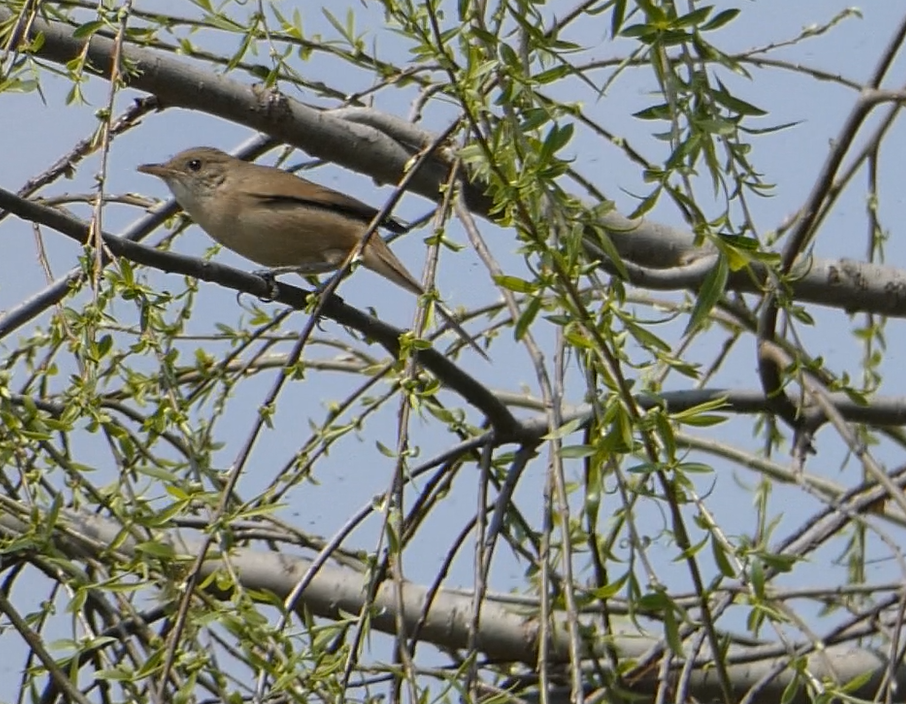 Thick-billed Warbler - ML615570246