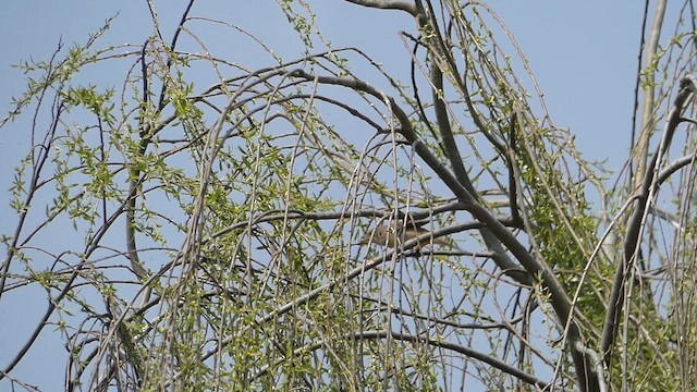 Thick-billed Warbler - ML615570247