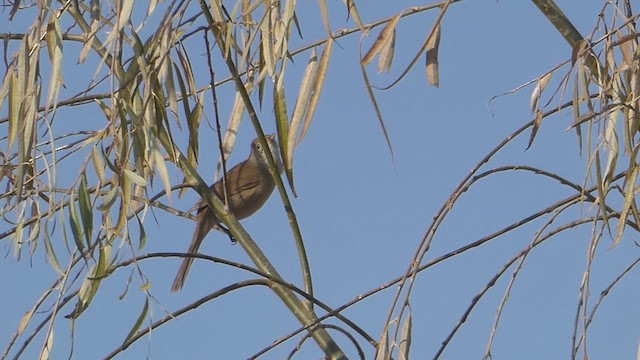 Thick-billed Warbler - ML615570277