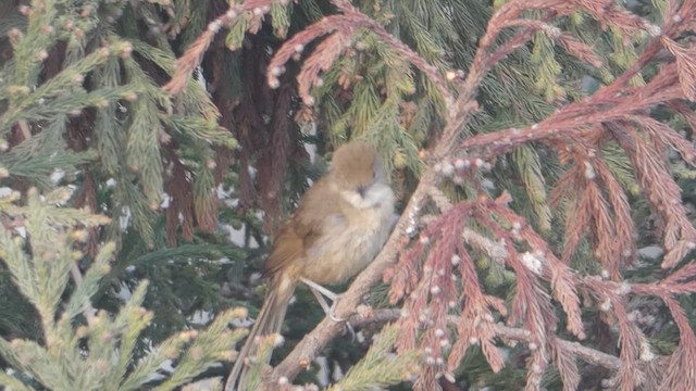 Thick-billed Warbler - ML615570295