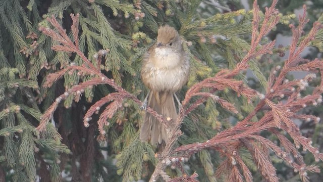 Thick-billed Warbler - ML615570298