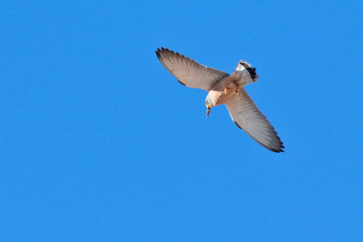 Lesser Kestrel - ML615570338