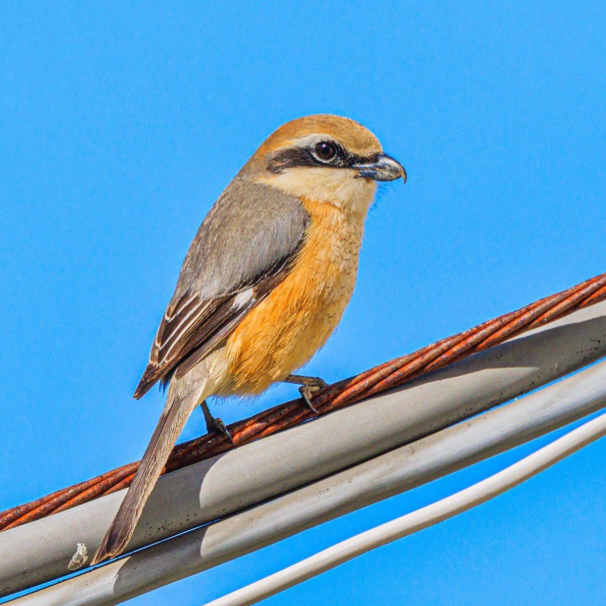 Bull-headed Shrike - ML615570367