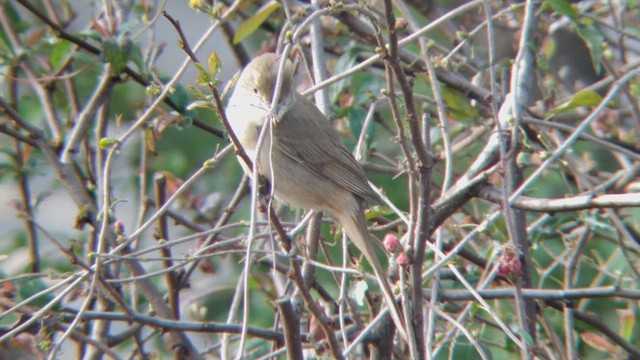 Thick-billed Warbler - ML615570371