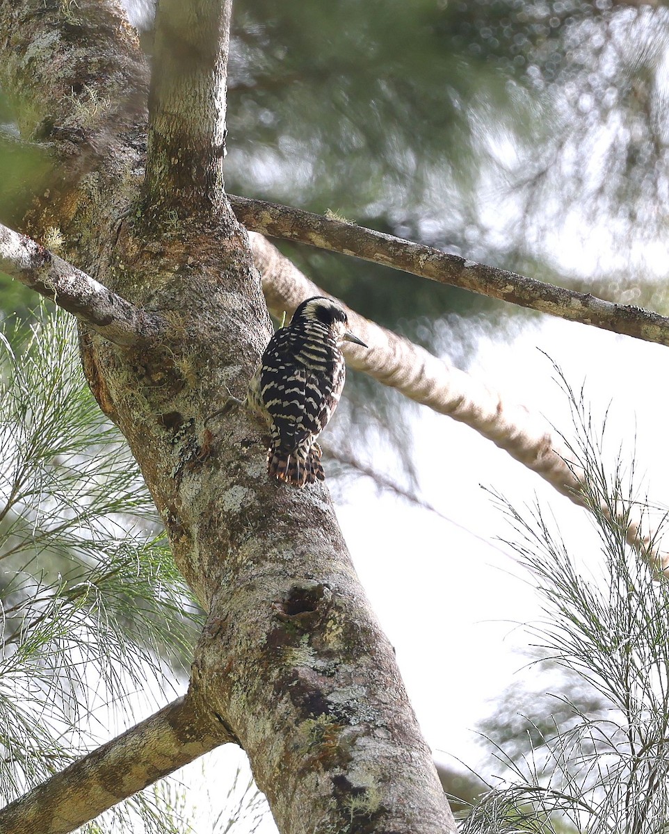 Philippine Pygmy Woodpecker - Mika Ohtonen