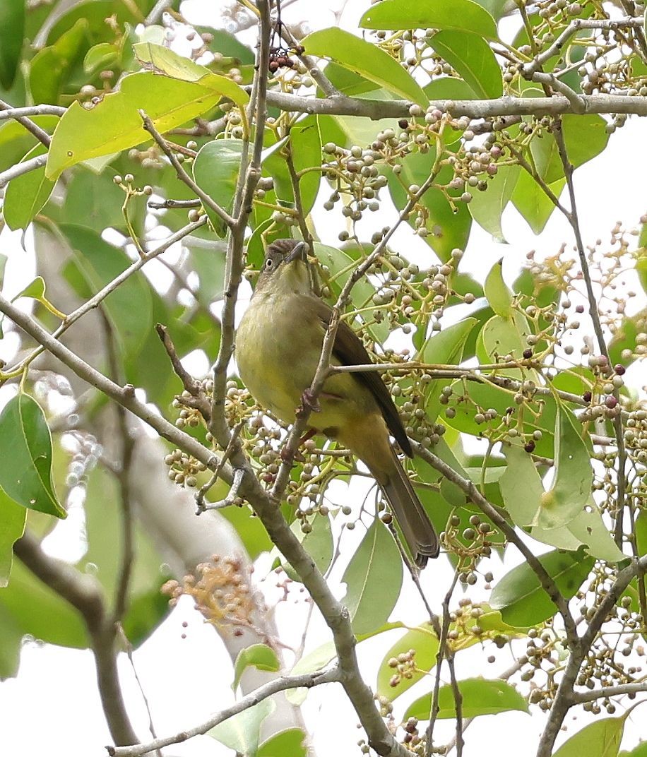 Sulphur-bellied Bulbul - Mika Ohtonen