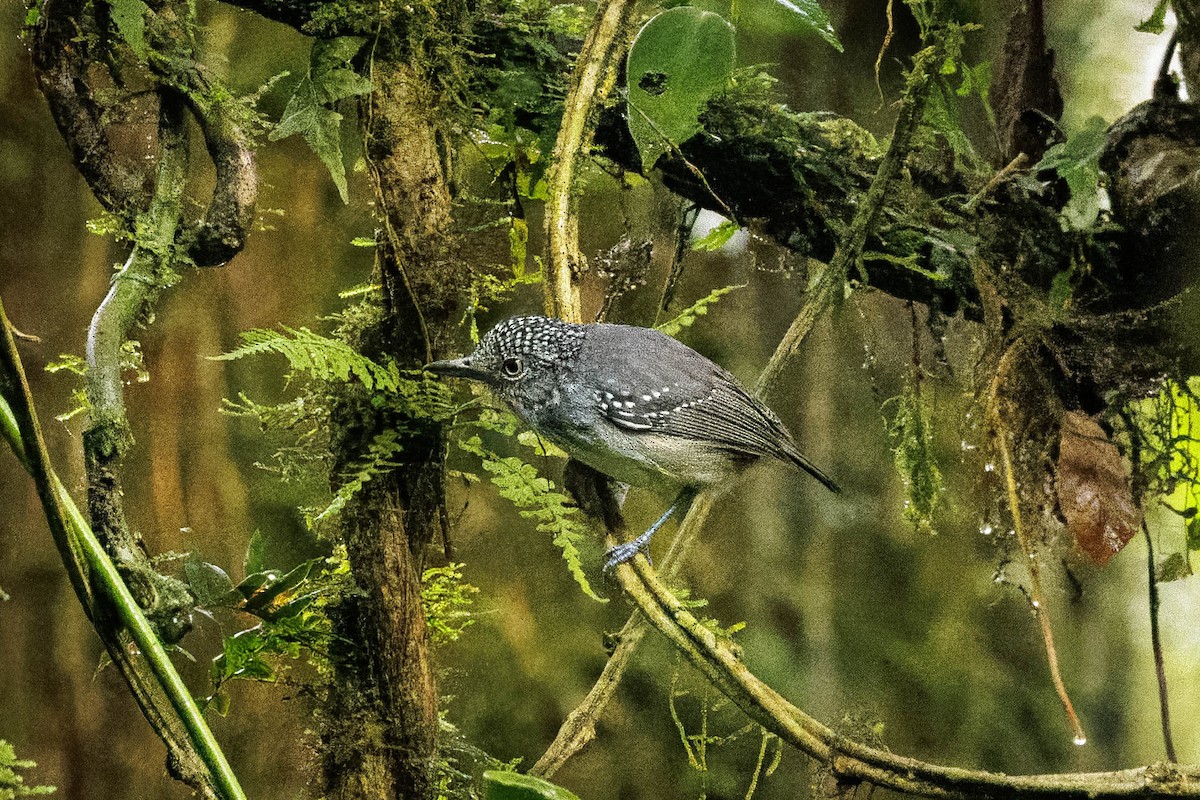 Spot-crowned Antvireo - ML615570499