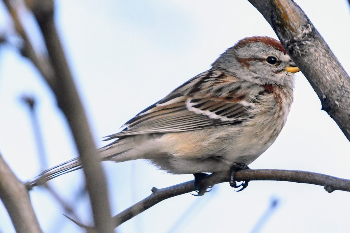 American Tree Sparrow - ML615570503