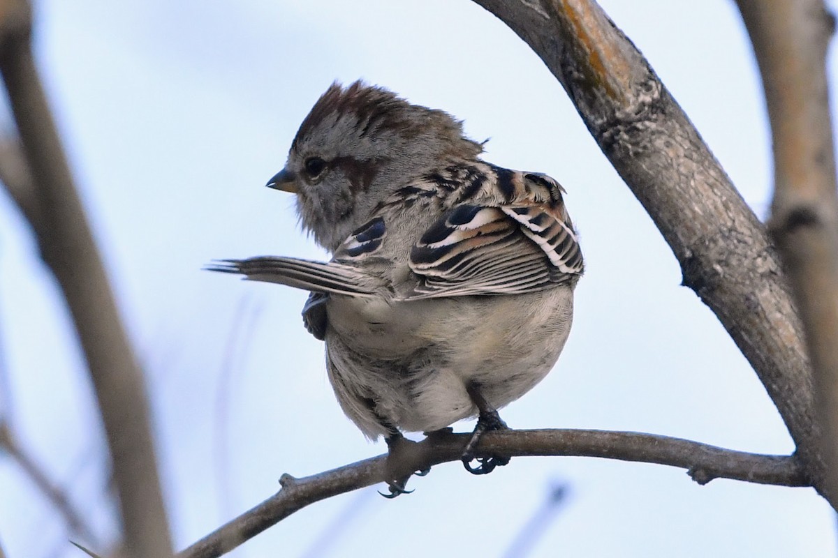 American Tree Sparrow - ML615570504