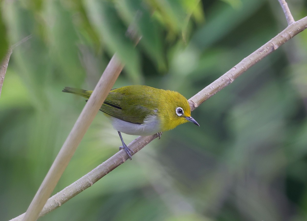 Warbling White-eye - Mika Ohtonen