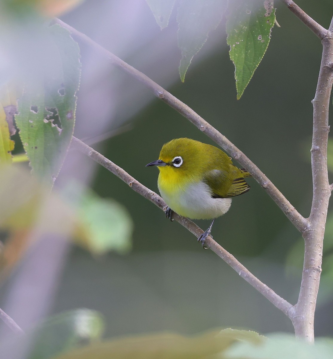 Warbling White-eye - Mika Ohtonen