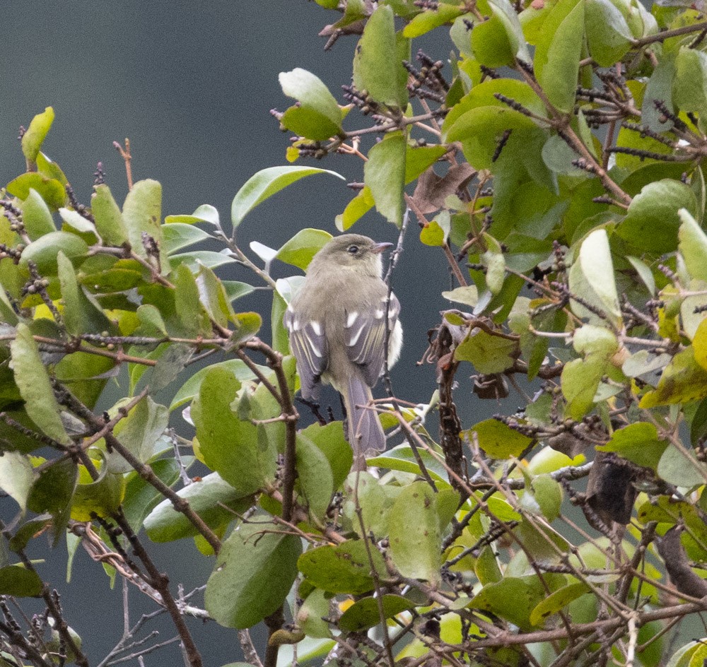 Greater Antillean Elaenia (Jamaican) - ML615570513