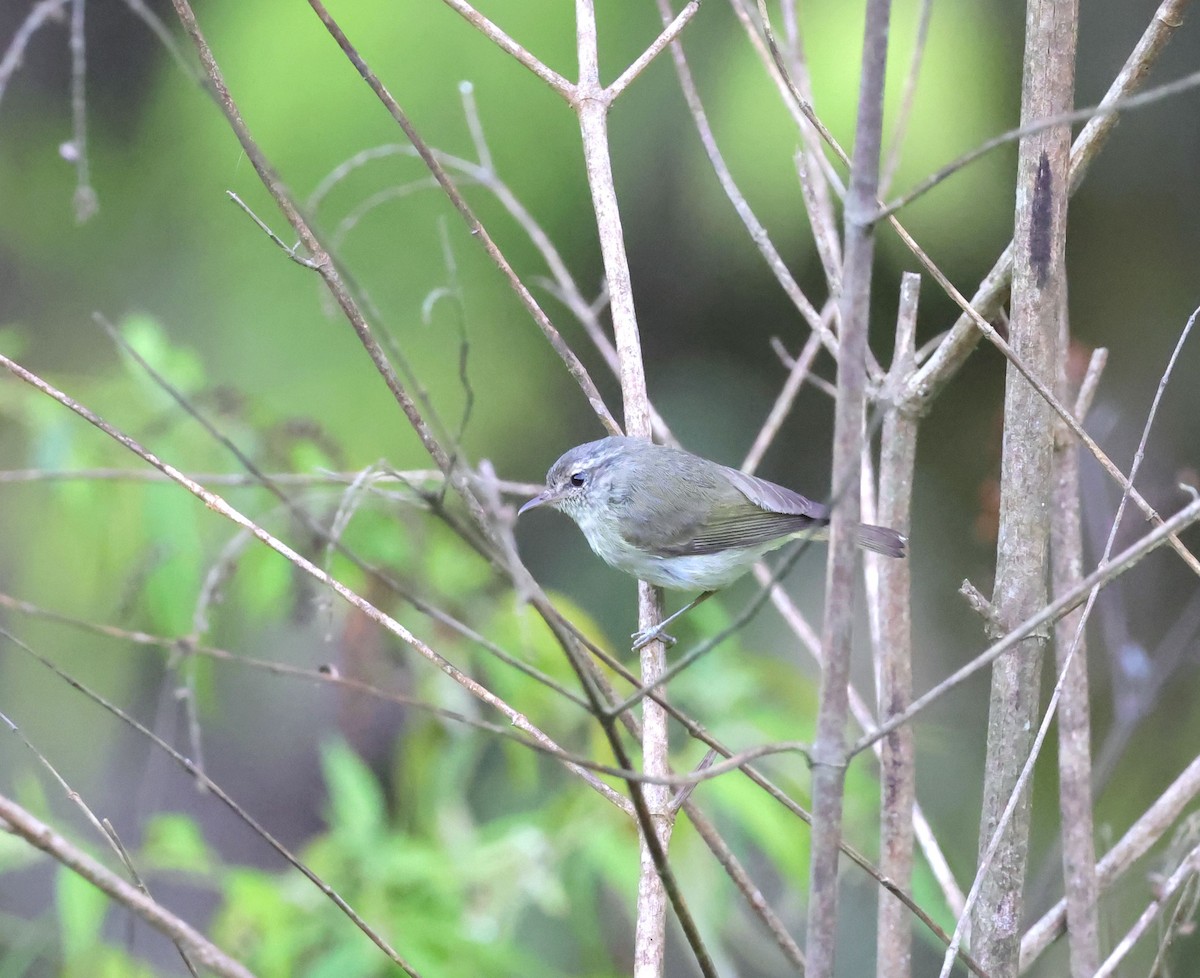 Negros Leaf Warbler - Mika Ohtonen