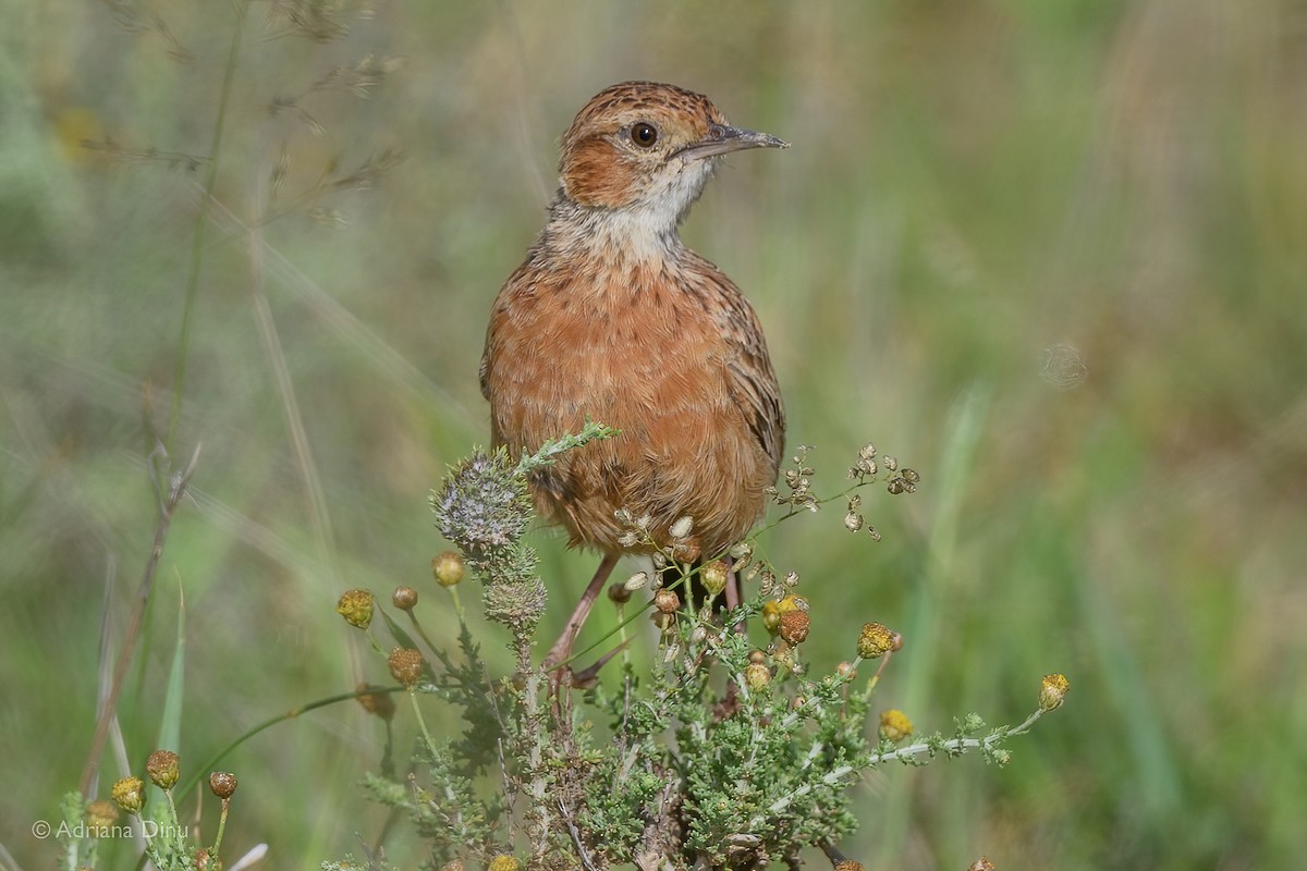 Spike-heeled Lark - ML615570524