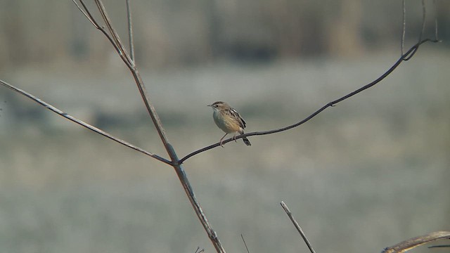 Zitting Cisticola - ML615570552