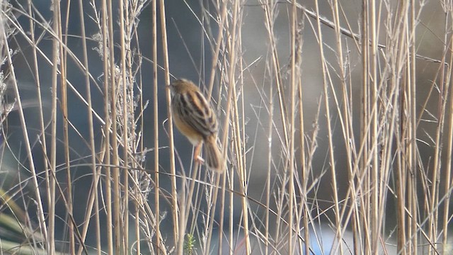 Zitting Cisticola - ML615570556