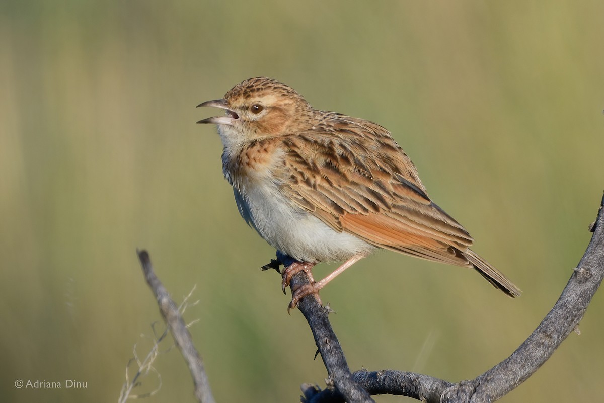 Fawn-colored Lark - ML615570576